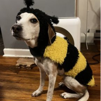 wagalongpetcare