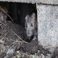 ratpestcontrol